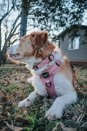 INFLUENCER_CONTENT | @WELLITSWILLOW | SIZE M