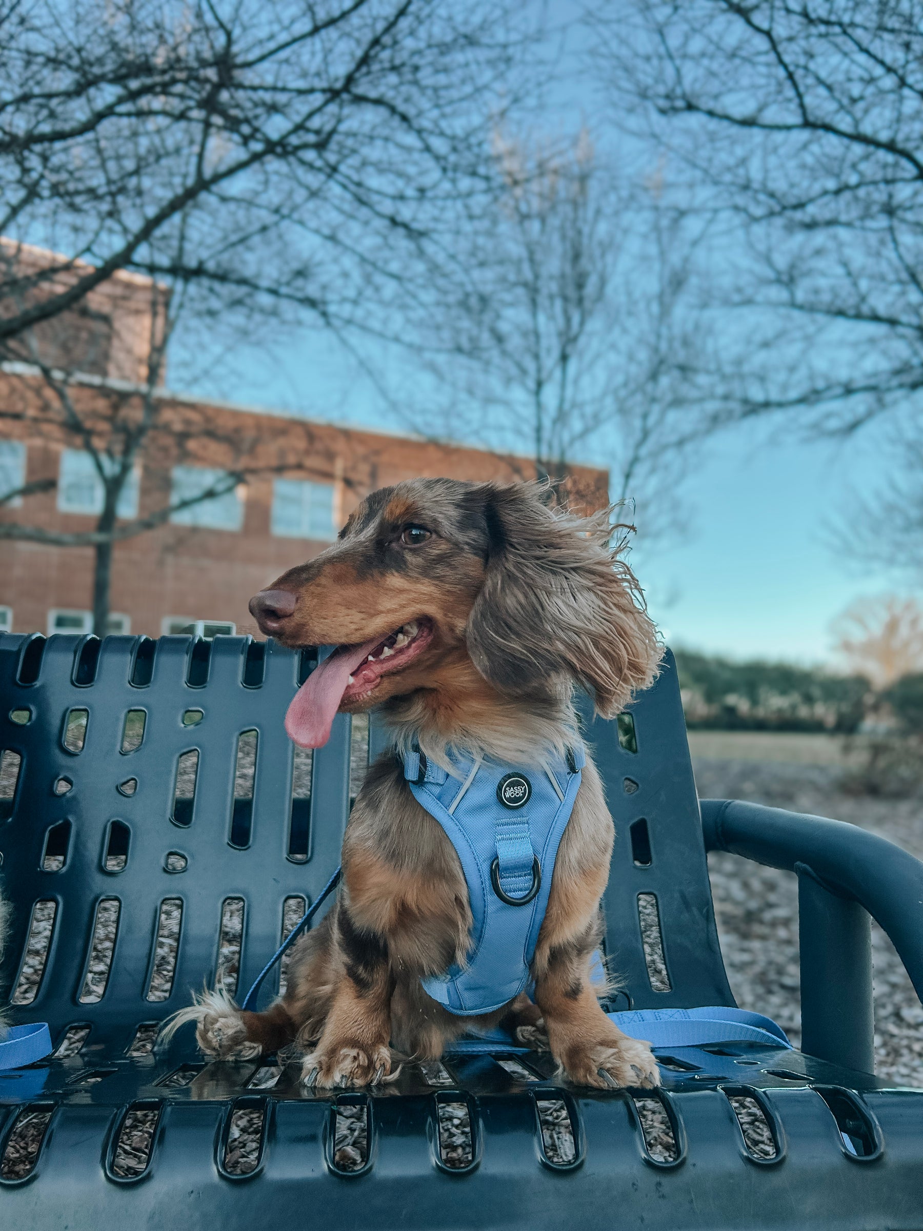 INFLUENCER_CONTENT | @WINSTONTHEWEENIEMAN | SIZE S & XS