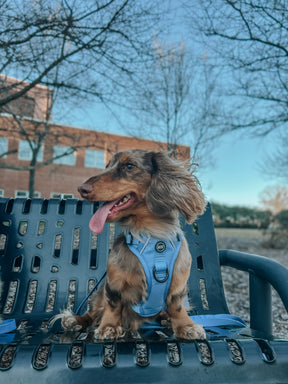 INFLUENCER_CONTENT | @WINSTONTHEWEENIEMAN | SIZE S & XS