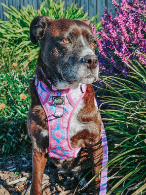 INFLUENCER_CONTENT | @XENA_AND_NOVA_STAFFYS | SIZE L