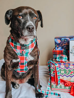 INFLUENCER_CONTENT | @XENA.AND.NOVA.STAFFYS | SIZE L