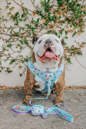 INFLUENCER_CONTENT | @ITSZEUSTHEBULLDOG 