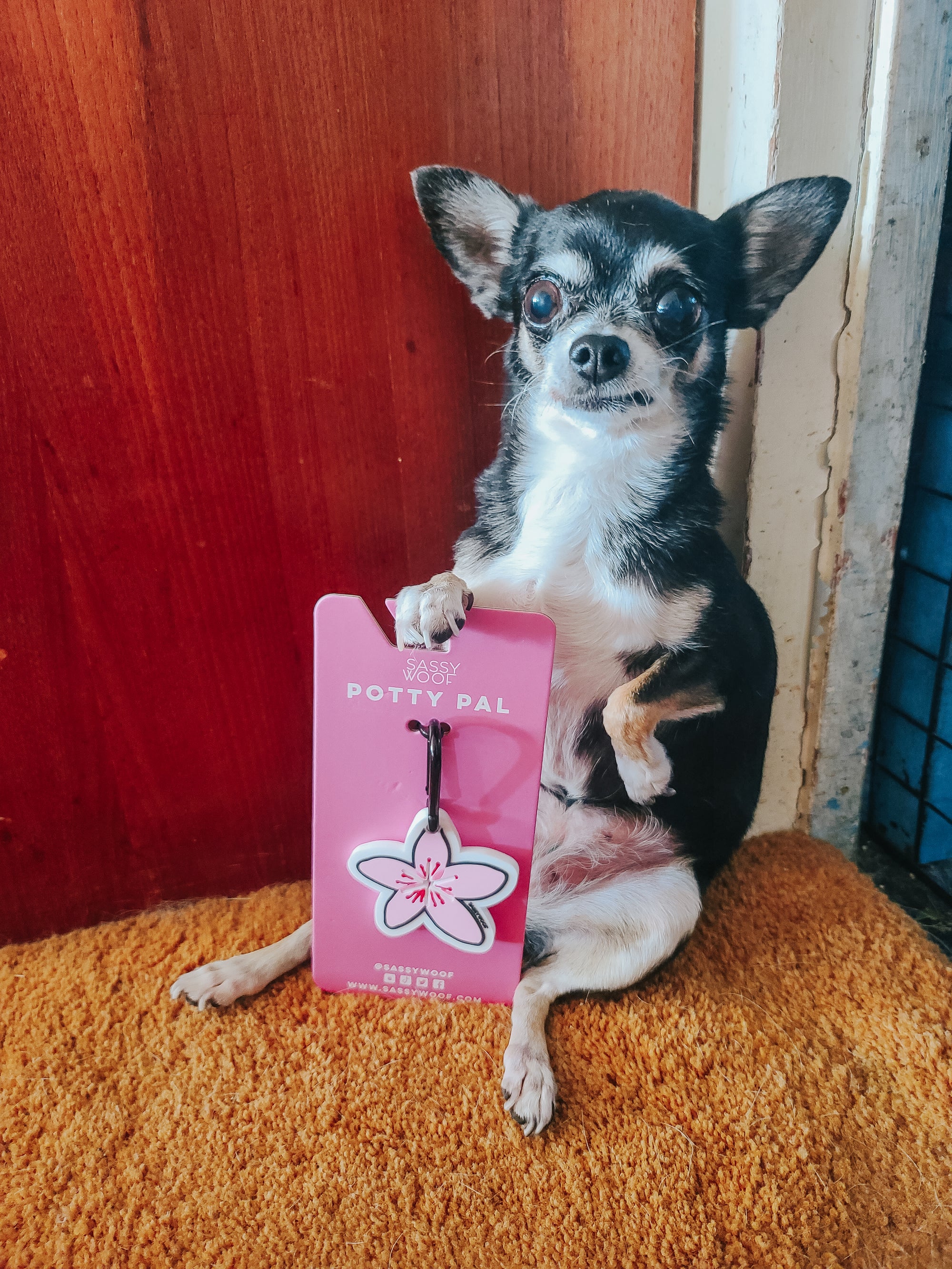 INFLUENCER_CONTENT | @ALOHACHIHUAHUAS