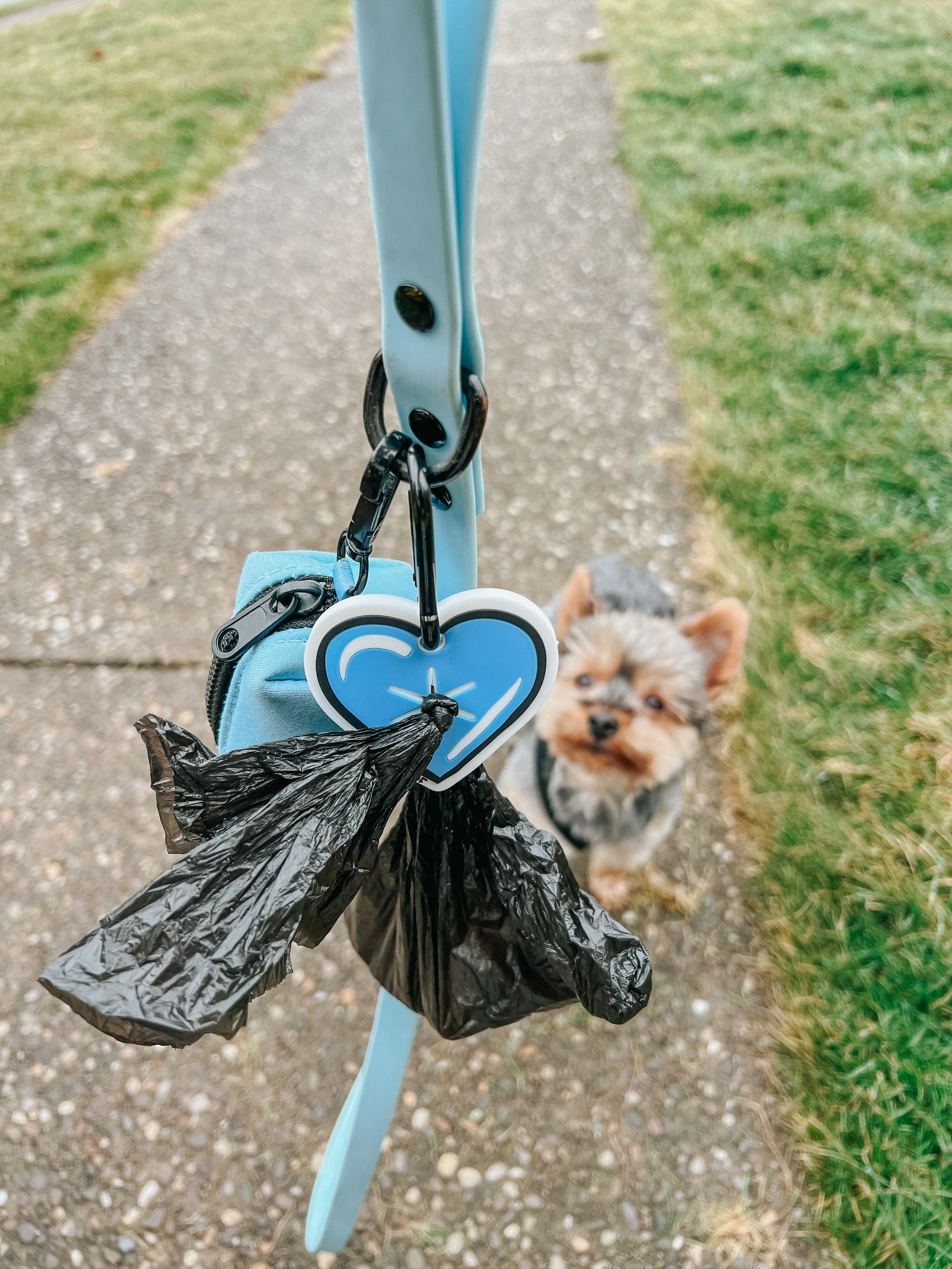 INFLUENCER_CONTENT | @YORKIEBROTHERSWINSTON_CHARLES