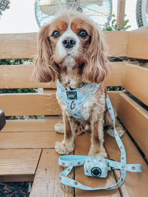 INFLUENCER_CONTENT | @THATDOGBODHI