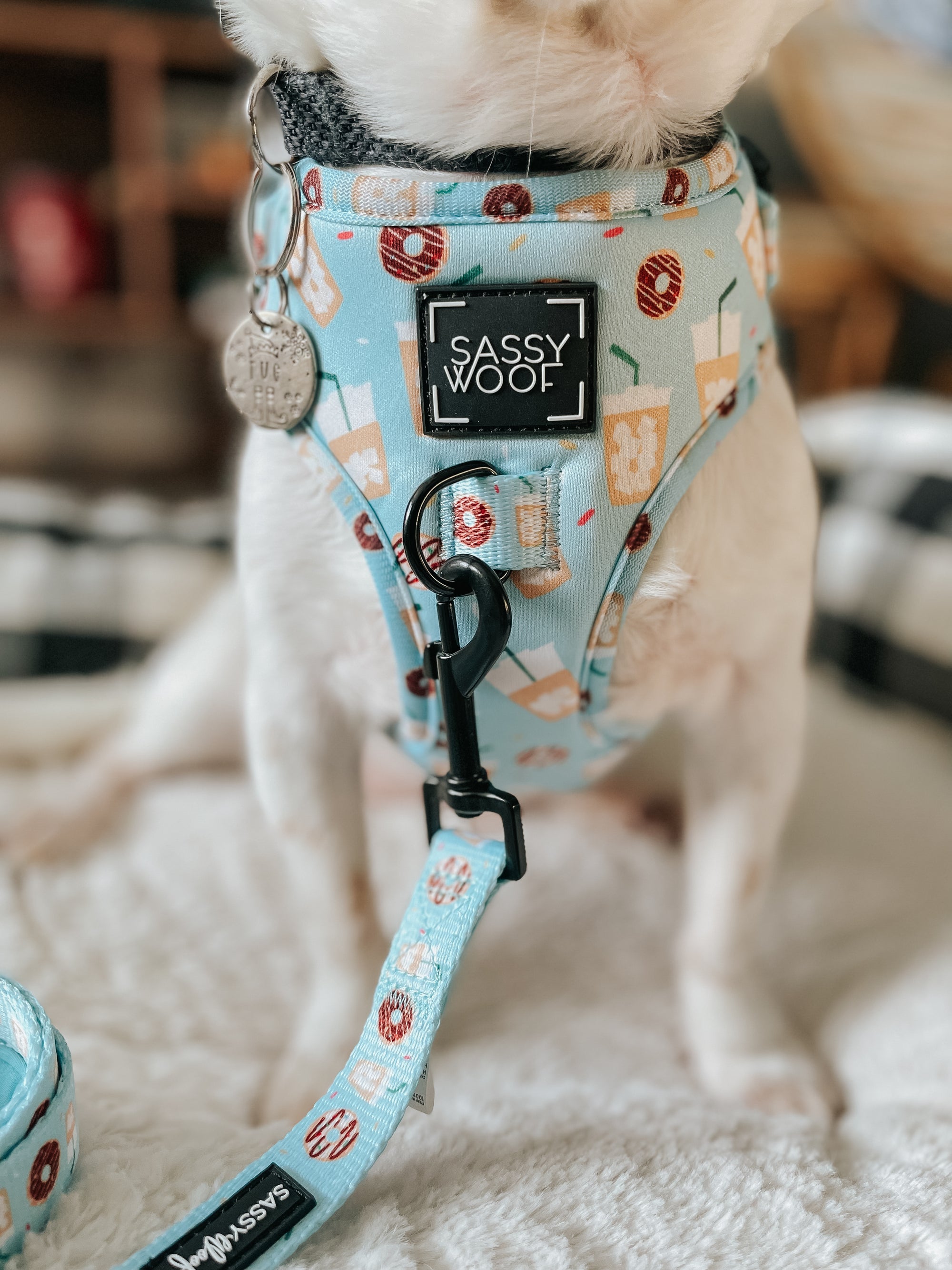 INFLUENCER_CONTENT | @TUG_THE_CHIWEENIE 