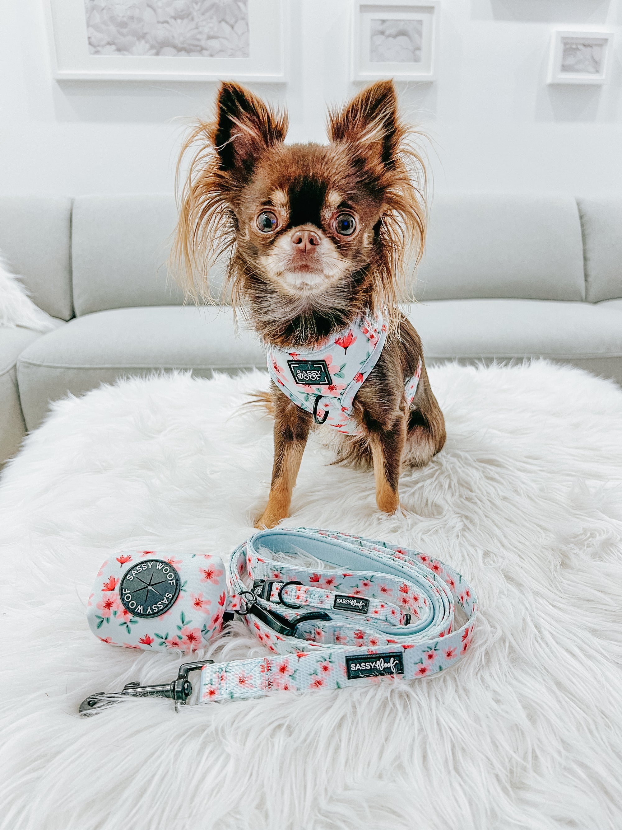 INFLUENCER_CONTENT | @ZARA_THE_CHIHUAHUA | SIZE XXS