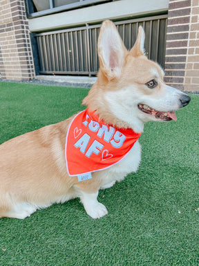 INFLUENCER_CONTENT | @CEEDEETHECORGI | SIZE M