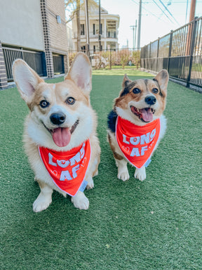 INFLUENCER_CONTENT | @CEEDEETHECORGI | SIZE M