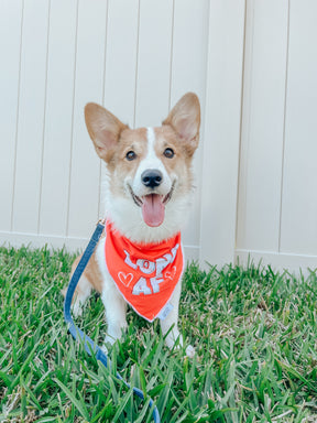 INFLUENCER_CONTENT | @ELLATHEWELSHCORGI | SIZE M
