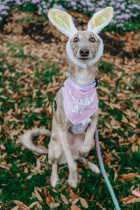 INFLUENCER_CONTENT | @THE.HERO.DOGS | SIZE S