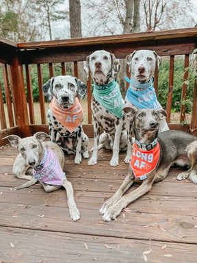 INFLUENCER_CONTENT | @THE.HERO.DOGS | SIZE S