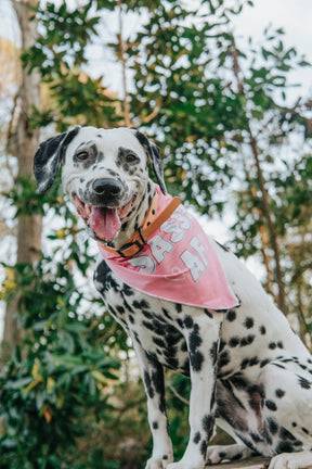 INFLUENCER_CONTENT | @THE.HERO.DOGS | SIZE L