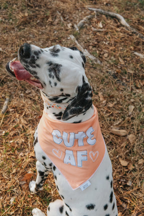INFLUENCER_CONTENT | @THE.HERO.DOGS | SIZE L