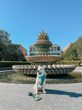 INFLUENCER_CONTENT | @CASEYTHEPYRMIX | SIZE XL