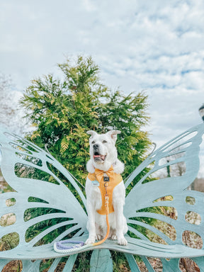 INFLUENCER_CONTENT | @CASEYTHEPYRMIX |