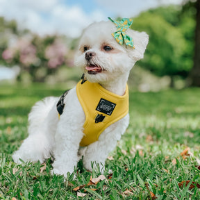 INFLUENCER_CONTENT | @DECLAN_THE_ONE_EYED_TRIPAWD | SIZE XXS