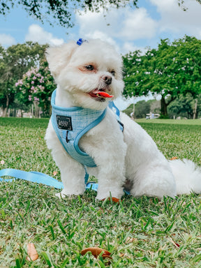 Dog Adjustable Harness - Blumond