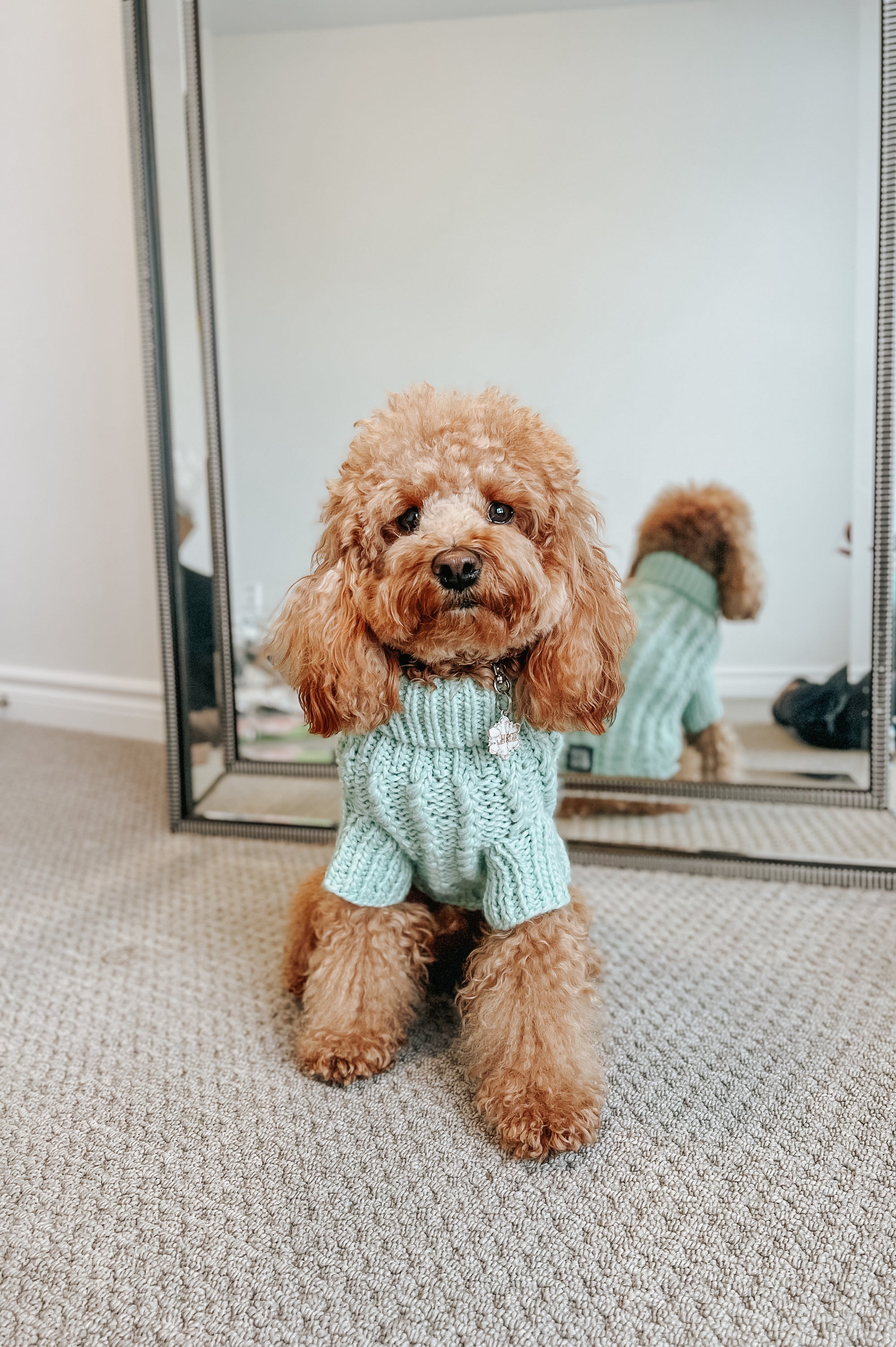 INFLUENCER_CONTENT | @GEORGIE.THECAVAPOO | SIZE S