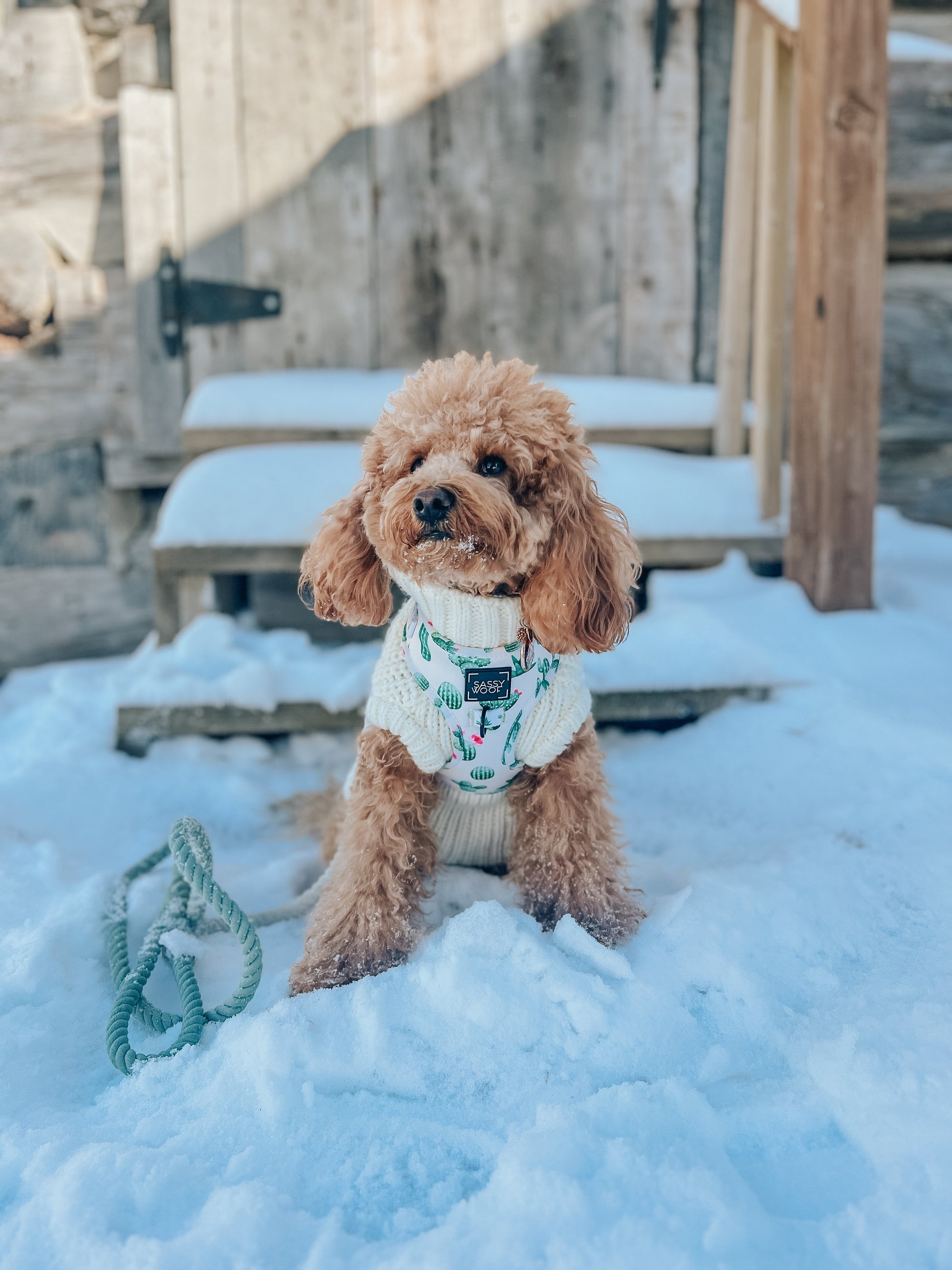 INFLUENCER_CONTENT | @GEORGIE.THECAVAPOO | SIZE S