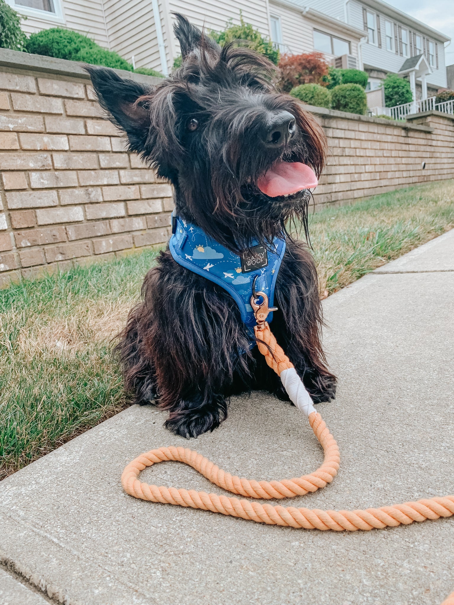 INFLUENCER_CONTENT | @GINGER_THE_SCOTTIE_DOGGO