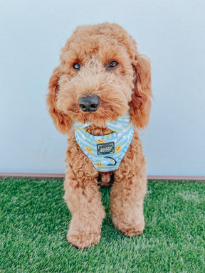 INFLUENCER_CONTENT | @GOLDENDAYSWITHMYDOODLE