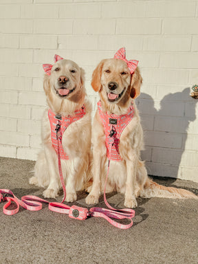 INFLUENCER_CONTENT | @GVL_GOLDEN_GIRLS