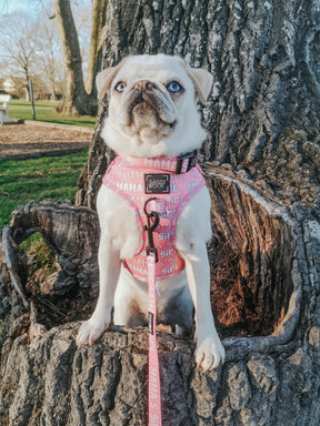 INFLUENCER_CONTENT | @MILKYTHEWHITEPUG 