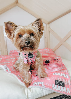 INFLUENCER_CONTENT | @EEVEE.THE.YORKIE