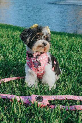 INFLUENCER_CONTENT | @MOCHI.LAYORKIE 