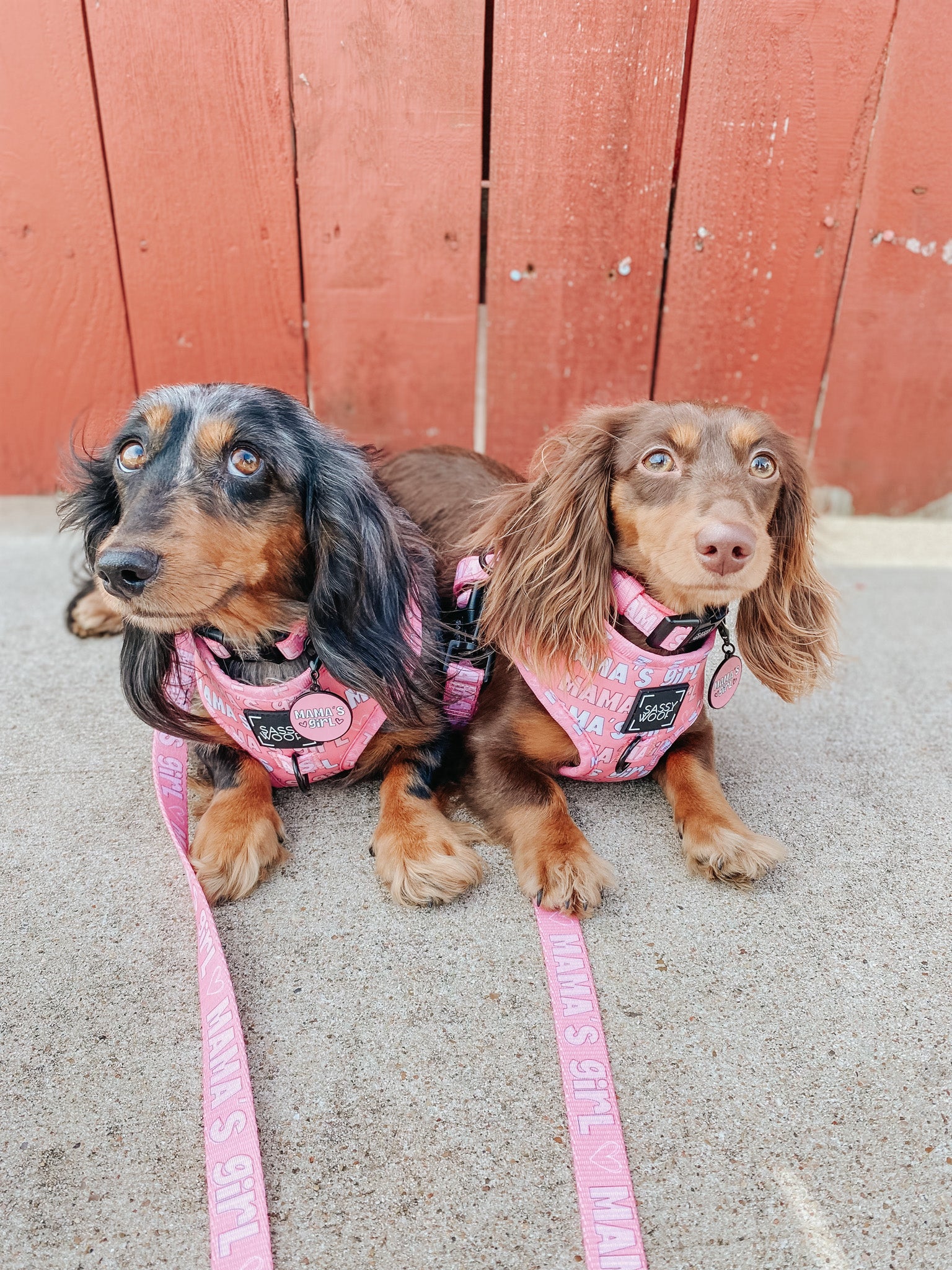 INFLUENCER_CONTENT | @THELUNATICDOXIESISTERS 