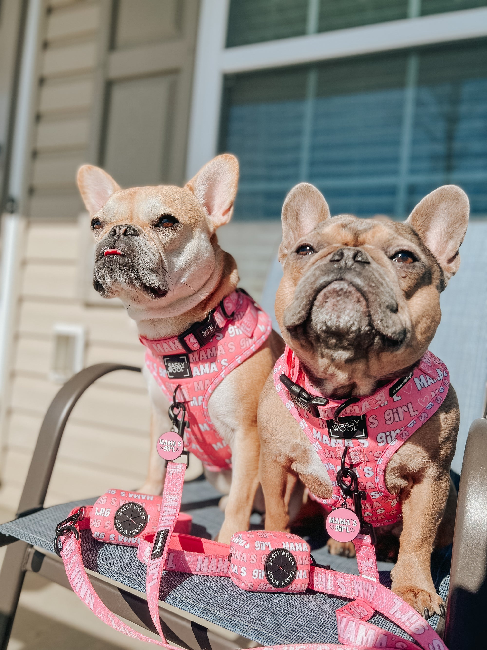 INFLUENCER_CONTENT | @PAIROF2FRENCHBULLS 