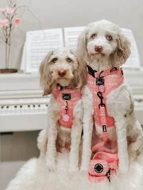 INFLUENCER_CONTENT | @THE_SWEET_AUSSIEDOODLE 