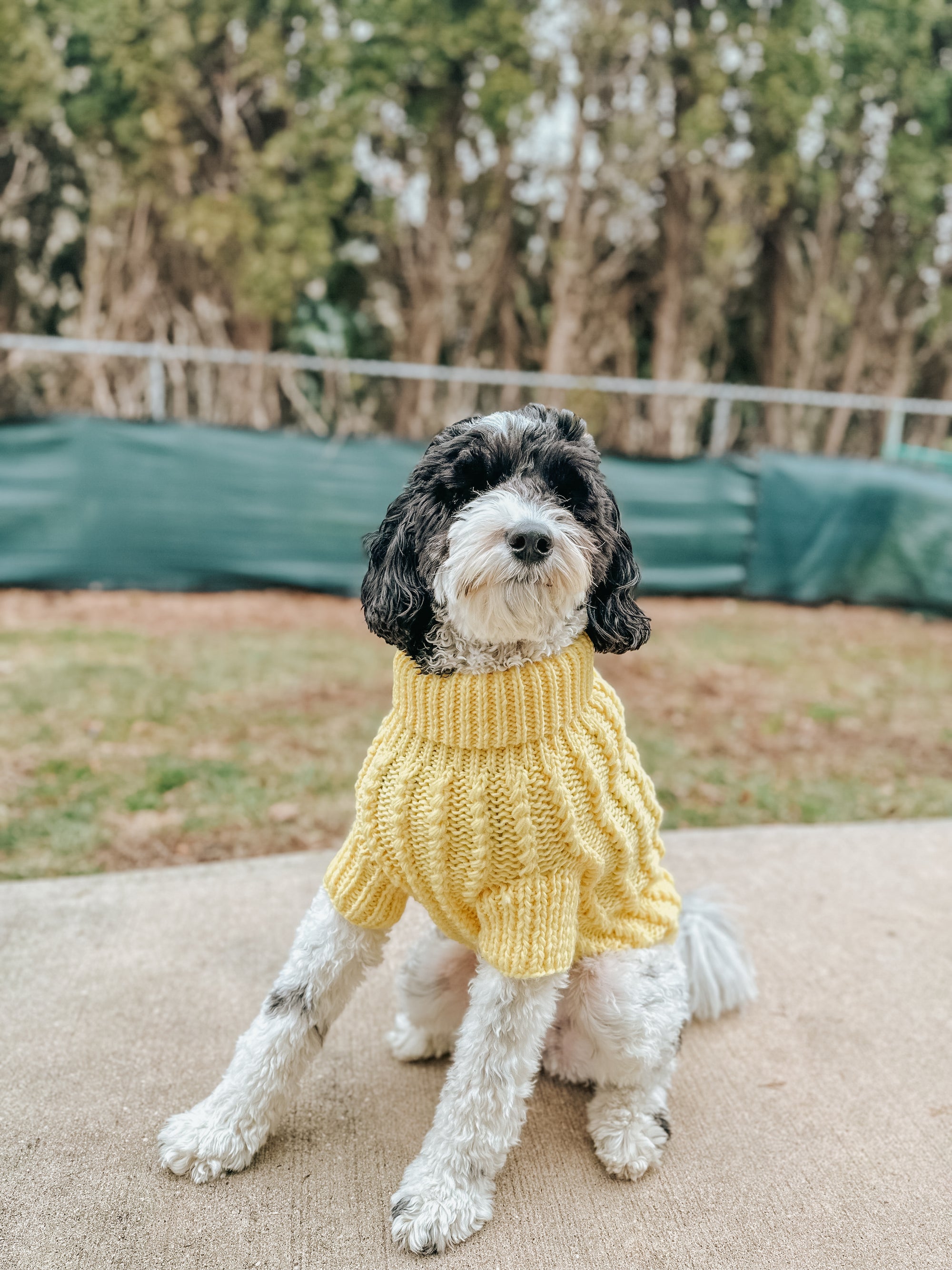 INFLUENCER_CONTENT | @MATILDAROSEGOLDENDOODLE | SIZE XL