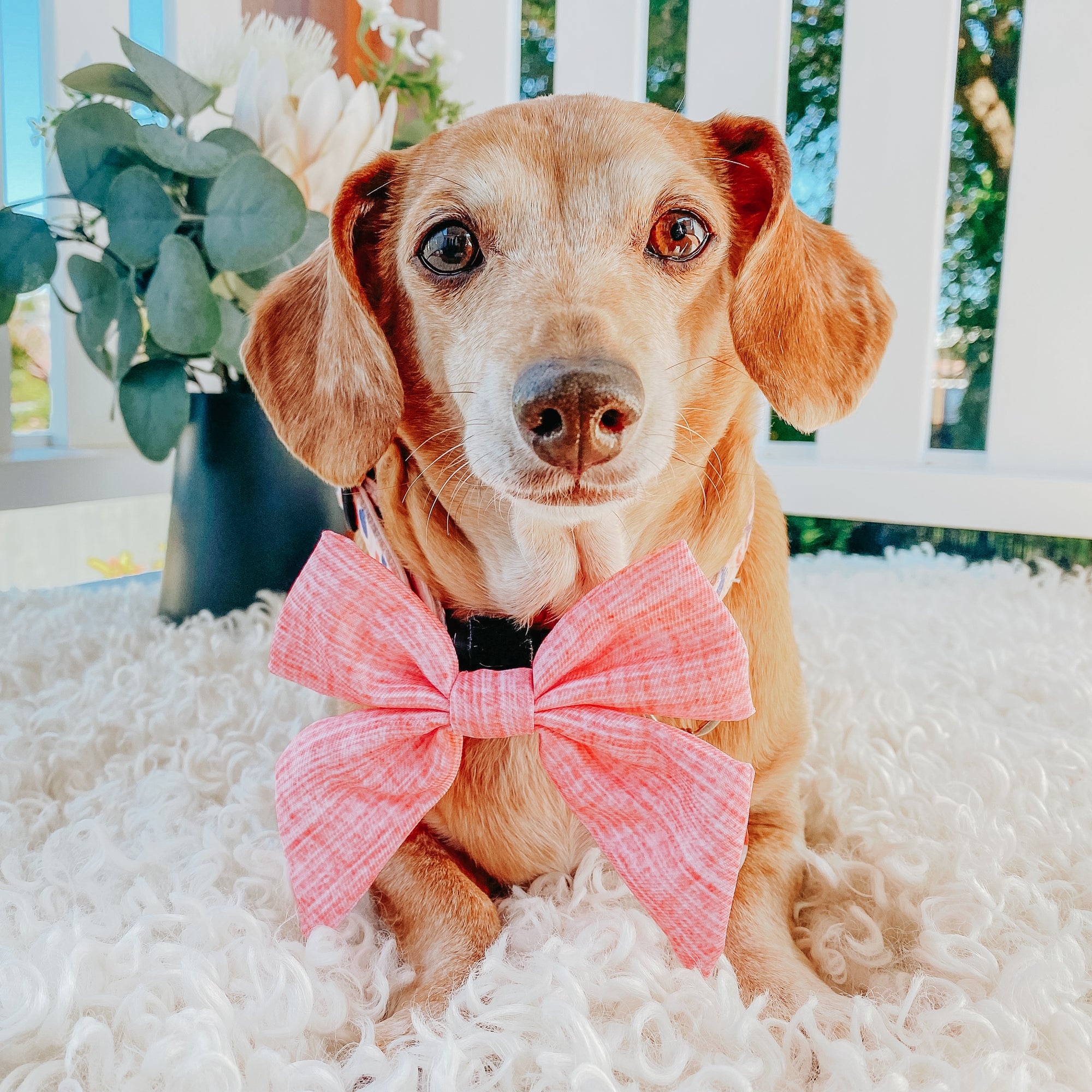 INFLUENCER_CONTENT | @SHELBY.THE.DOXIE