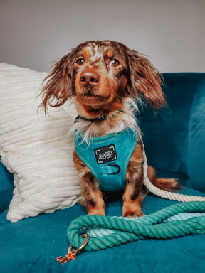 INFLUENCER_CONTENT | @SOPHIELEO.THEWEENIES | SIZE XS