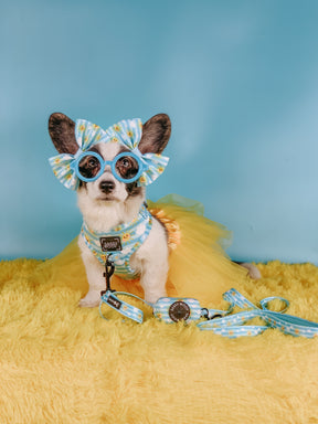 INFLUENCER_CONTENT | @LIBERACE_MINIPIG_DIVADUDE