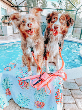 INFLUENCER_CONTENT | @TAILSOFBELLE_HAZEL 