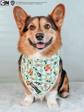 INFLUENCER_CONTENT | @HAN.THE.CORGI  | SIZE M