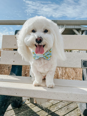 INFLUENCER_CONTENT | @BODHI_MOON_THE_COTON 