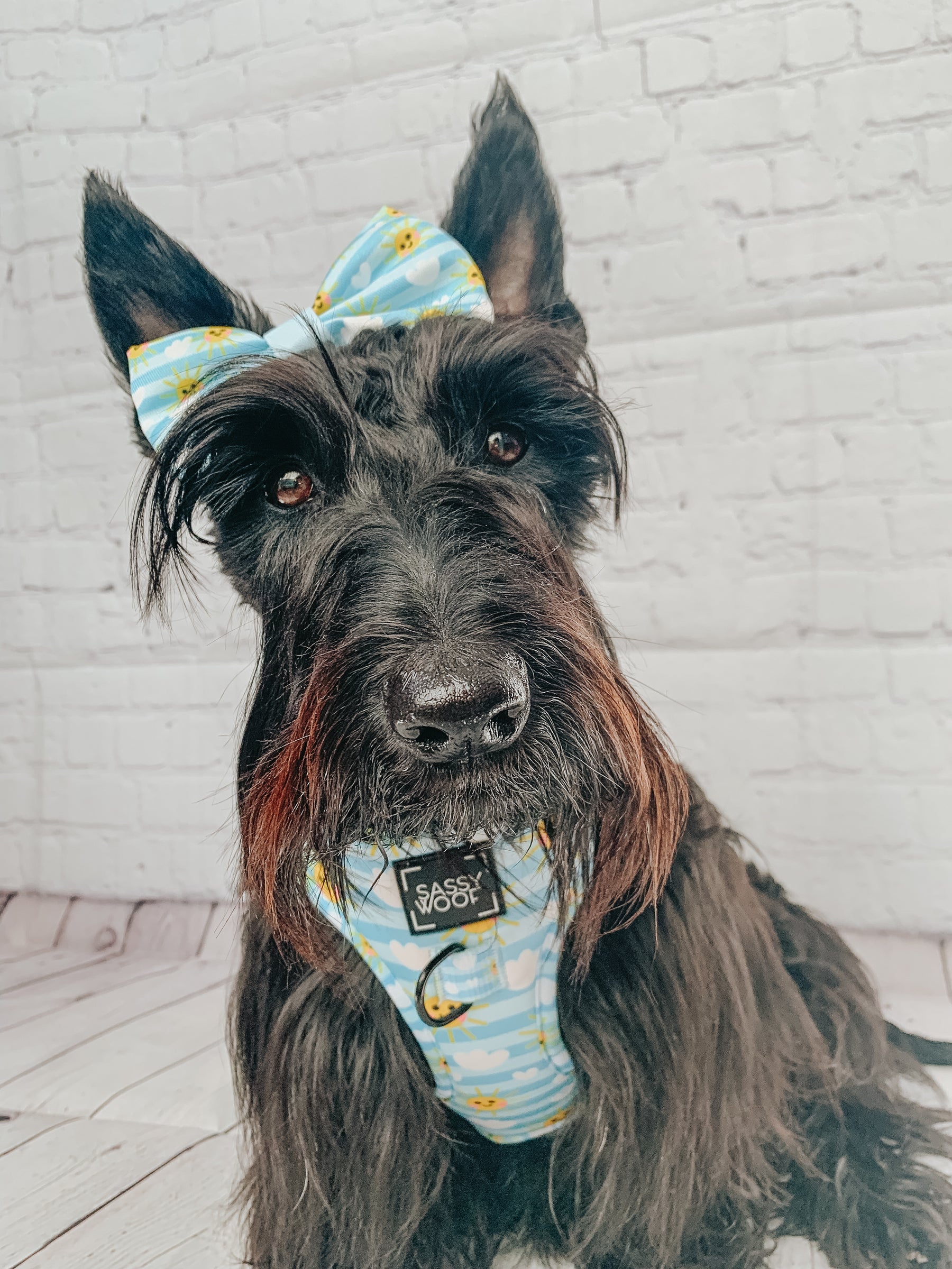 INFLUENCER_CONTENT | @GINGER_THESCOTTIEDOGGO 