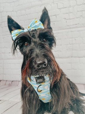 INFLUENCER_CONTENT | @GINGER_THESCOTTIEDOGGO 