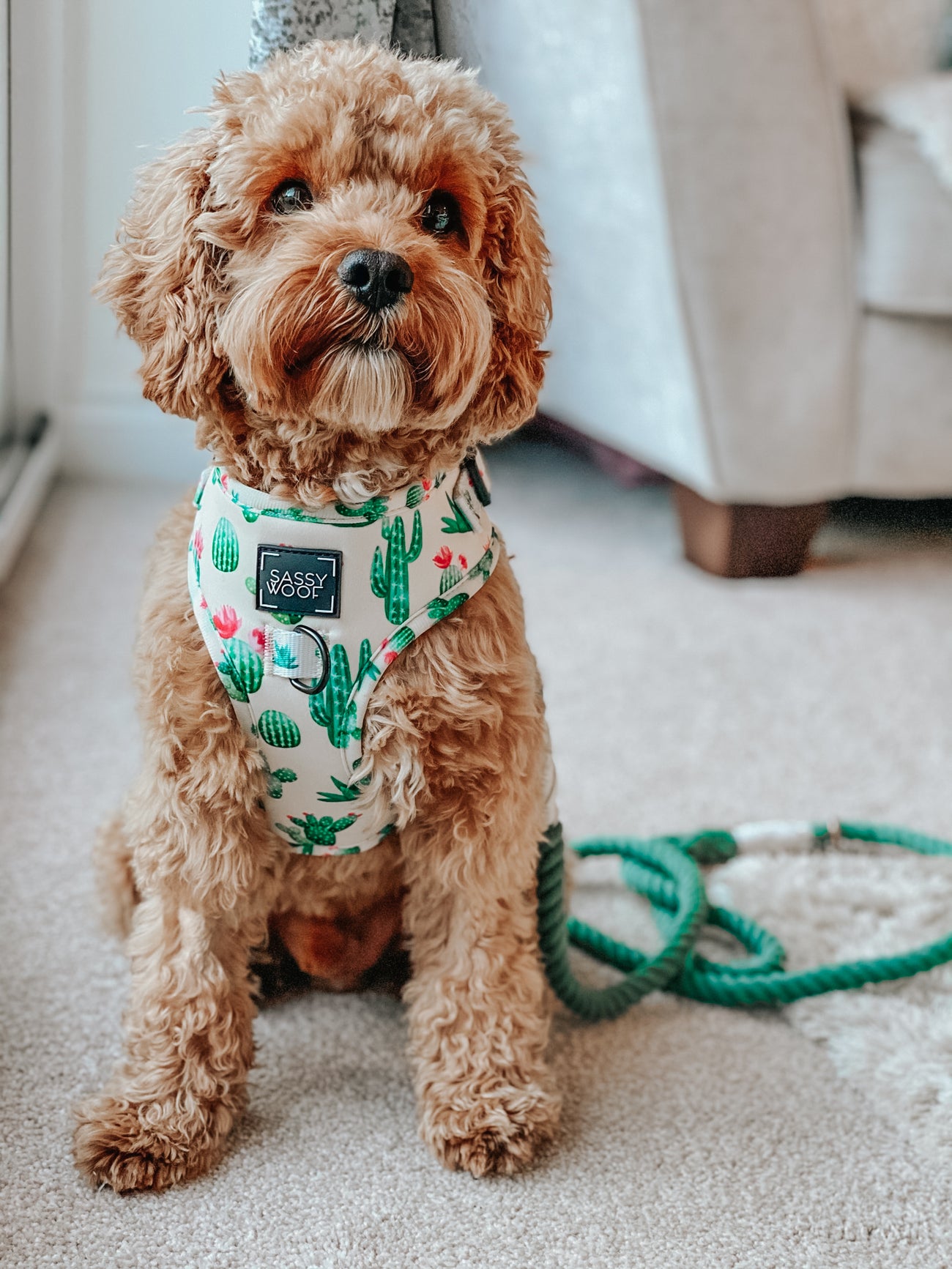 Dog Rope Leash Amazon Sassy Woof Product