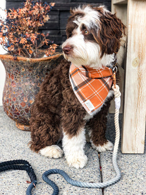 Dog Rope Leash - Ombre Black