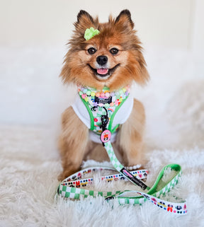 INFLUENCER_CONTENT | @BELLA.BEAR.POM