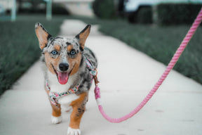 Dog Rope Leash - Cotton Candy