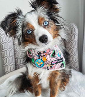 INFLUENCER_CONTENT | @LEXI.THE.TOY.AUSSIE_2021
