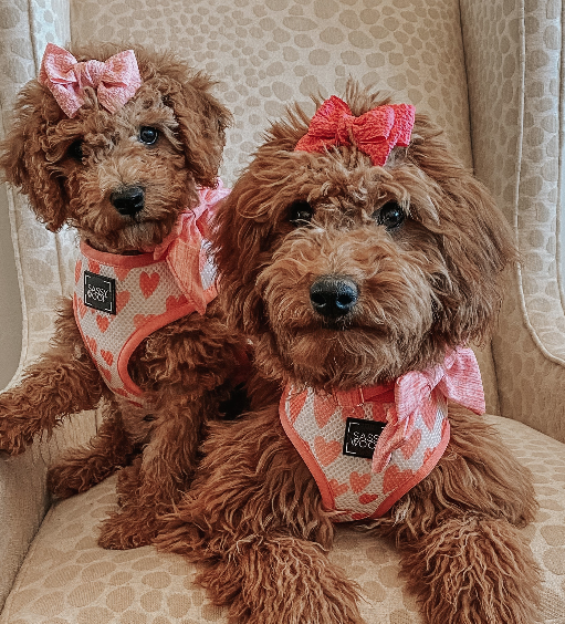 INFLUENCER_CONTENT | @ELLIE_BELLIE_THEGOLDENDOODLE