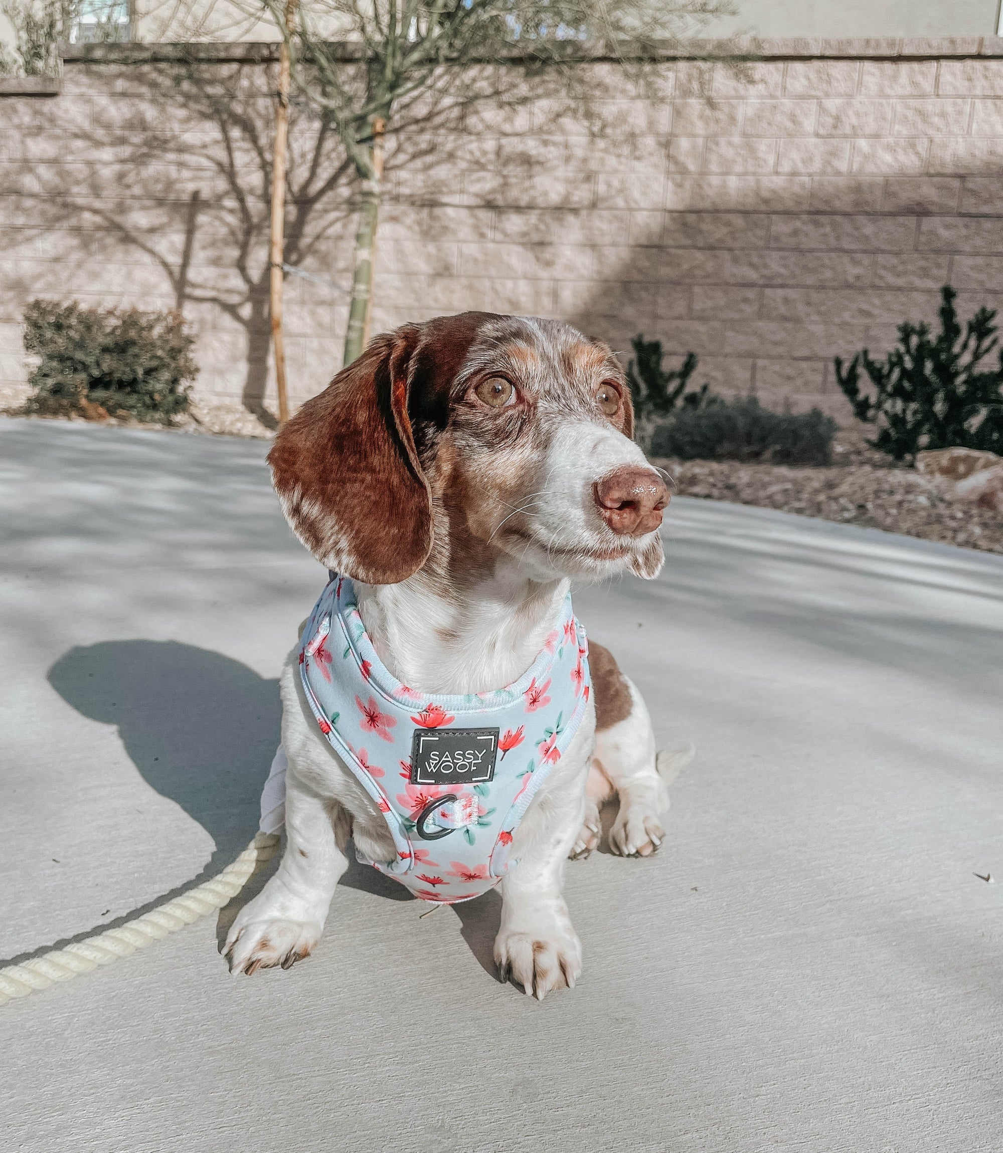INFLUENCER_CONTENT | @AUGIEANDLILAH.DOXIES