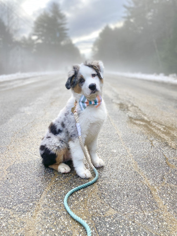 INFLUENCER_CONTENT | @GUS_THE_AUSTRALIANSHEPHERD